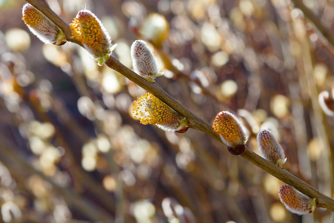 Featured Plant Pussy Willow Brooklyn Bridge Park