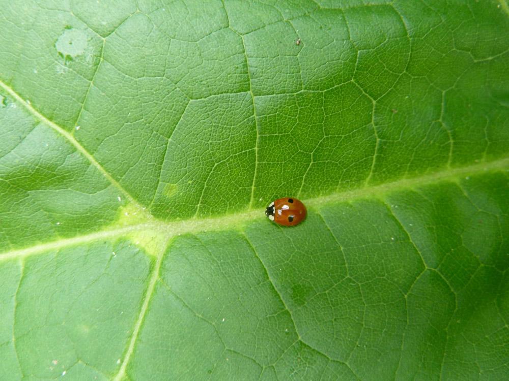 Rare Two Spotted Ladybug Found In Park Brooklyn Bridge Park