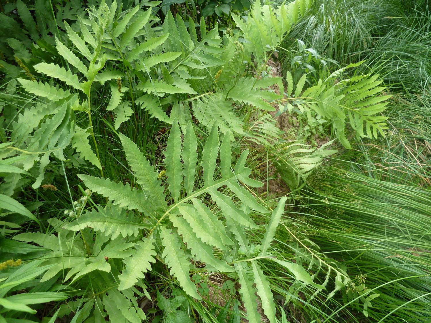 Featured Plant Sensitive Fern Brooklyn Bridge Park