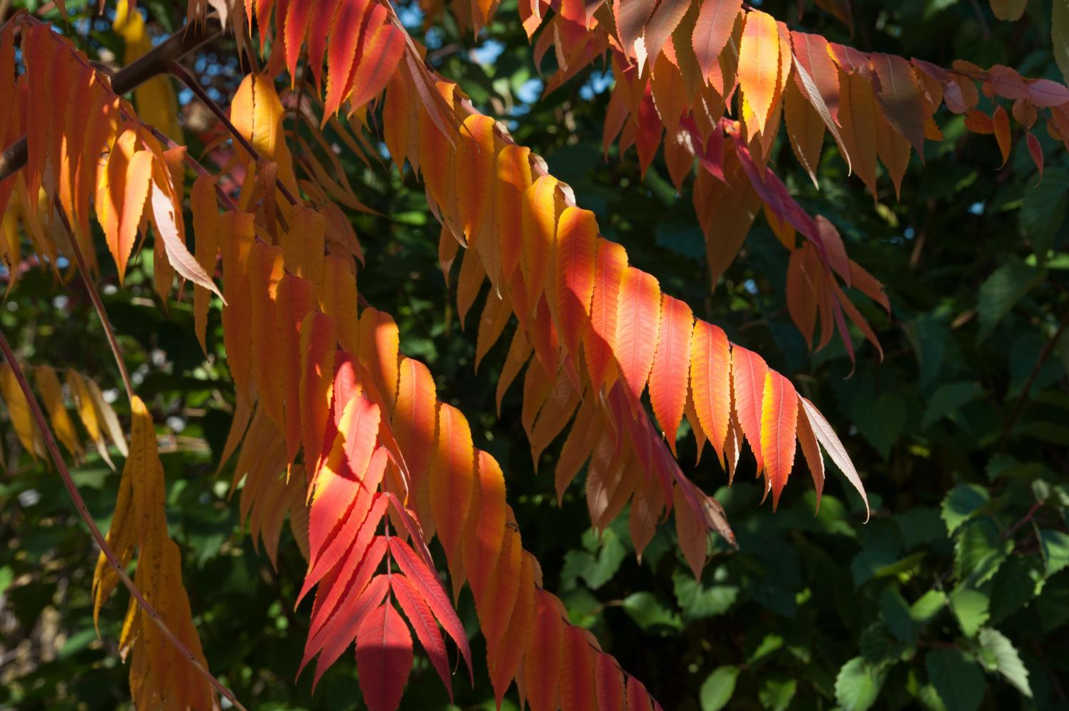 Featured Plant Staghorn Sumac Brooklyn Bridge Park