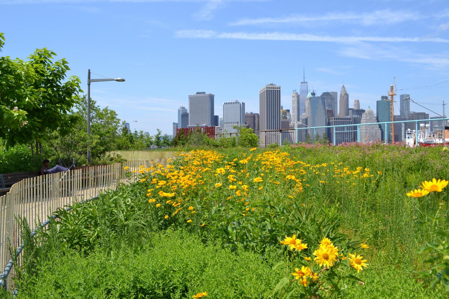 BBP's Flower Field at Pier 6 is in full bloom Brooklyn Bridge Park